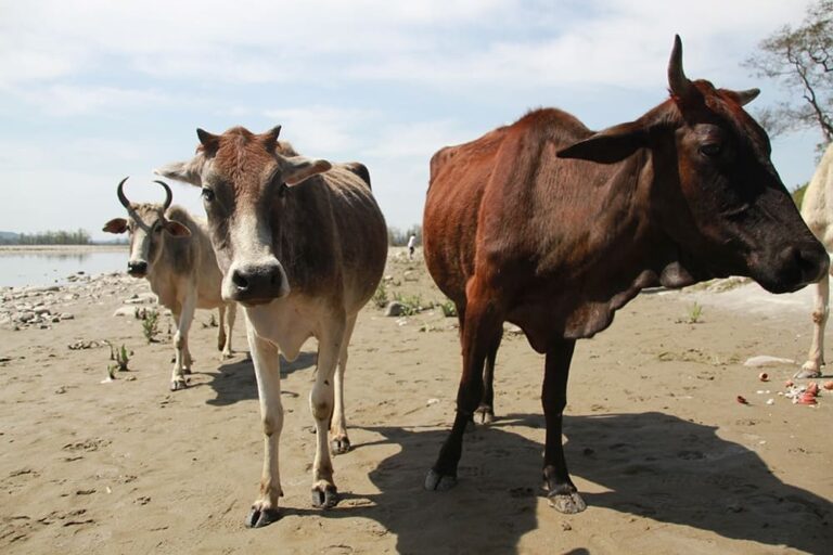 yogaadi_surroundings-more